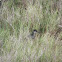 Virginia Rail (chicks and adult)