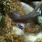 Poison Dart Frog