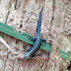 Southeastern five-lined skink, juvenile