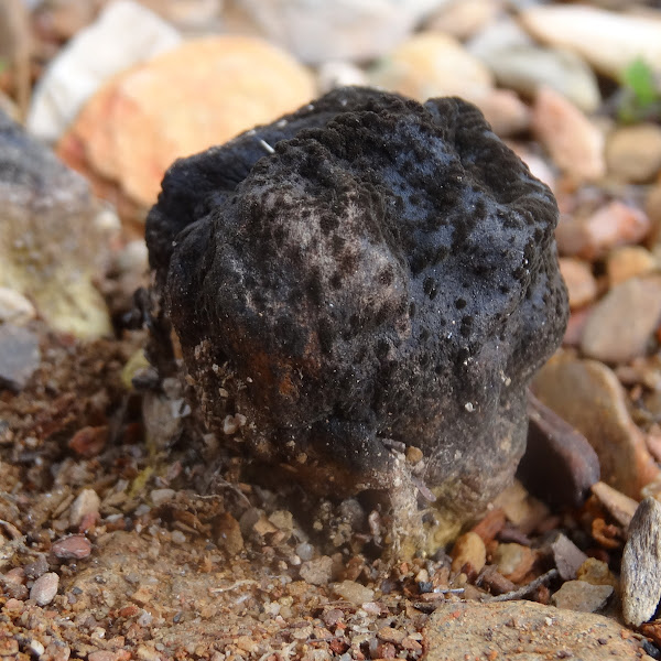 Trufflelike fungi Project Noah
