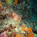 Black scorpion fish