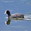 Eurasian Coot