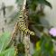Monarch Caterpillar