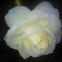 White rose