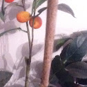 Bambu