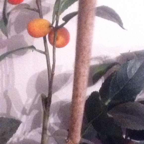 Spotting Image 1