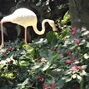 flamingo