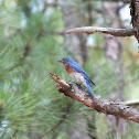 Eastern Bluebird ♂