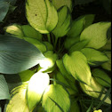 Hosta