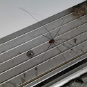 Harvestman spider