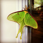 Luna Moth