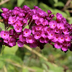 Buddleja or Buddleia