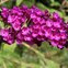 Buddleja or Buddleia