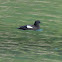 Black Guillemot