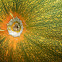 Cucurbita pepo