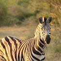 Zebra