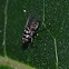 Root maggot fly