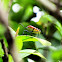 beetle