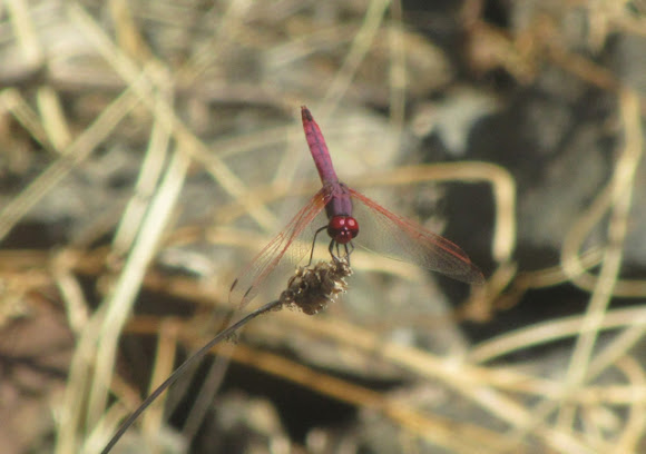 Spotting Image 1
