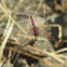 Trithemis annulata