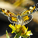 Phaon Crescent