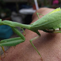 preying Mantis