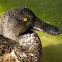Northern shoveler