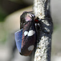 Gum-treehopper