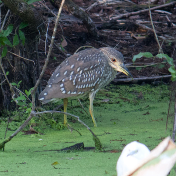 Spotting Image 1