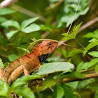 Oriental garden lizard