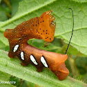 Sphinx Moth Caterpillar