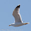 Yellow-legged Gull; Gaviota Patiamarilla