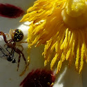 Spider eating Diptera