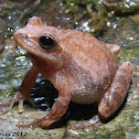 Spring Peeper