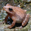 Spring Peeper