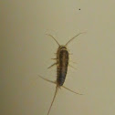 Silverfish