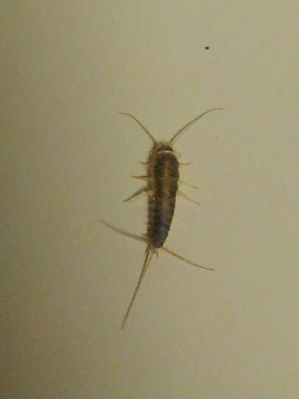 Spotting Image 1
