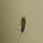 Silverfish