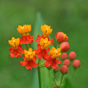 Scarlet Milkweed