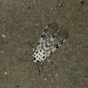 Giant Leopard Moth