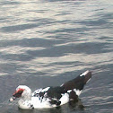 Muscovy Duck