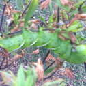 Tobacco Hornworm
