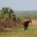 Florida Cracker Horse