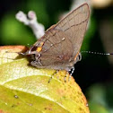 Banded Hairstreak