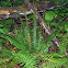 Christmas Fern