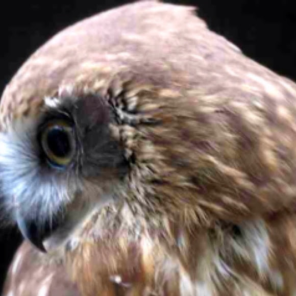 Spotting Image 1
