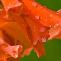Gladiole after the thunderstorm
