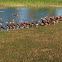 Black-bellied Whistling Duck