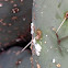 Cochineal