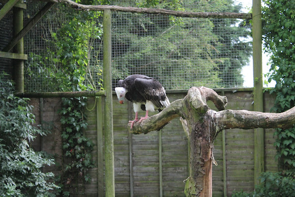 Spotting Image 1